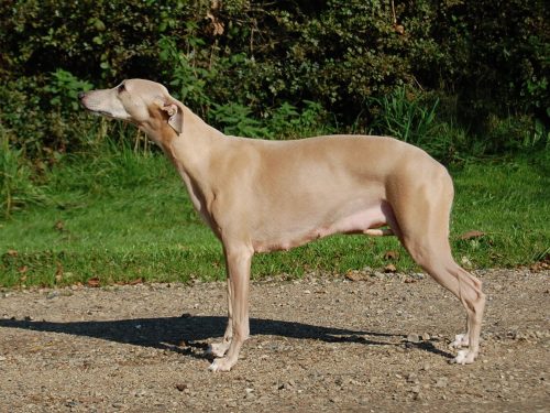 Kennel Muspøt Whippet Sary