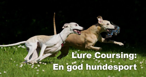Lure Coursing En god hundesport